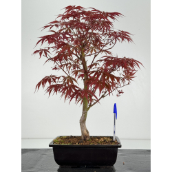 Acer palmatum beni kagami I-7054