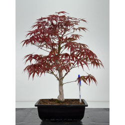 Acer palmatum beni kagami I-7055