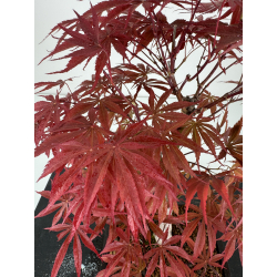 Acer palmatum beni kagami I-7055 vista 3