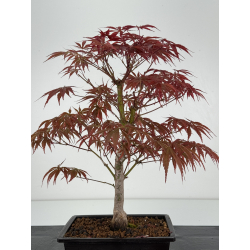 Acer palmatum beni kagami I-7055 vista 4