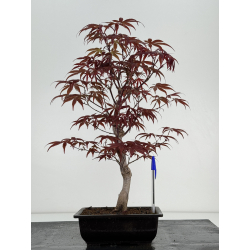 Acer palmatum shojo-nomura I-6998
