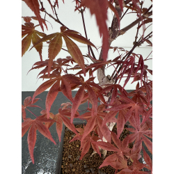 Acer palmatum shojo-nomura I-6998 view 3