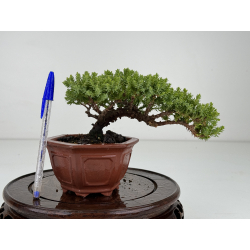 Juniperus procumbens nana -sonare-  I-7062