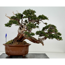 Juniperus sabina -sabina rastrera- A00457