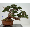 Juniperus sabina -sabina rastrera- A00457