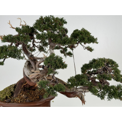 Juniperus sabina -sabina rastrera- A00457 vista 2
