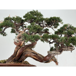 Juniperus sabina -sabina rastrera- A00457 vista 3