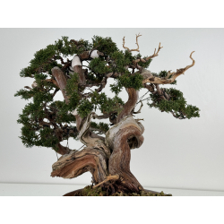 Juniperus sabina -sabina rastrera- A00457 vista 5