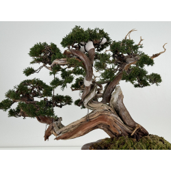 Juniperus sabina -sabina rastrera- A00457 vista 6