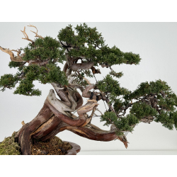 Juniperus sabina -sabina rastrera- A00457 vista 4