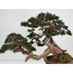 Juniperus sabina -sabina rastrera- A00457 vista 7