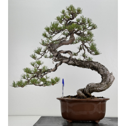 Pinus sylvestris - pino silvestre europeo - I-7066