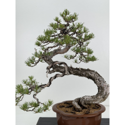 Pinus sylvestris - pino silvestre europeo - I-7066 vista 2