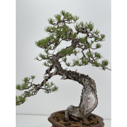 Pinus sylvestris - pino silvestre europeo - I-7066 vista 3