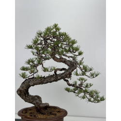 Pinus sylvestris - pino silvestre europeo - I-7066 vista 5