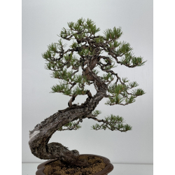 Pinus sylvestris - pino silvestre europeo - I-7066 vista 4