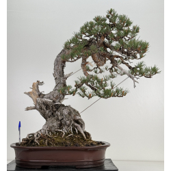 Pinus sylvestris I-6451