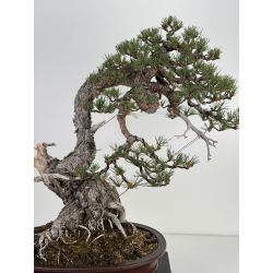 Pinus sylvestris (pino silvestre europeo) I-6451 vista 2