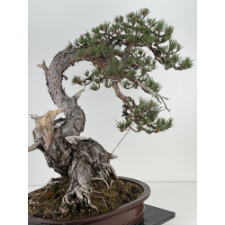 Pinus sylvestris (pino silvestre europeo) I-6451 vista 4