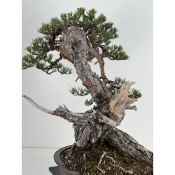Pinus sylvestris (pino silvestre europeo) I-6451 vista 5