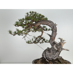 Pinus sylvestris (pino silvestre europeo) I-6451 vista 6