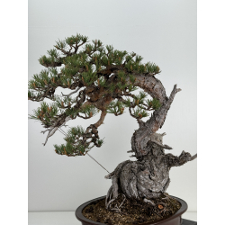 Pinus sylvestris (pino silvestre europeo) I-6451 vista 7