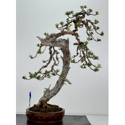 Pinus sylvestris - pino silvestre europeo - I-7067