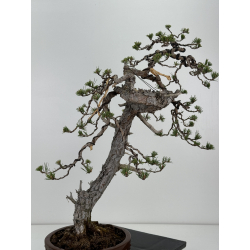 Pinus sylvestris - pino silvestre europeo - I-7067 vista 3