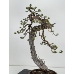 Pinus sylvestris - pino silvestre europeo - I-7067 vista 4