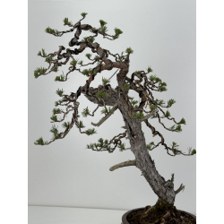 Pinus sylvestris - pino silvestre europeo - I-7067 vista 5