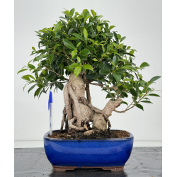 Ficus retusa I-7068