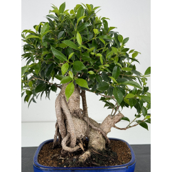 Ficus retusa I-7068 vista 2