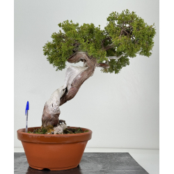 Juniperus sabina -sabina rastrera- A00483