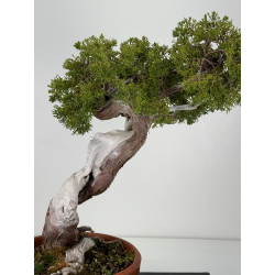 Juniperus sabina -sabina rastrera- A00483 vista 2