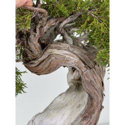 Juniperus sabina -sabina rastrera- A00483 vista 4