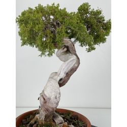 Juniperus sabina -sabina rastrera- A00483 vista 5