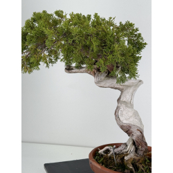 Juniperus sabina -sabina rastrera- A00483 vista 6