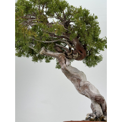 Juniperus sabina -sabina rastrera- A00483 vista 7