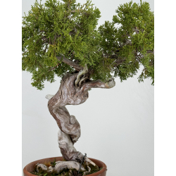 Juniperus sabina -sabina rastrera- A00483 vista 8