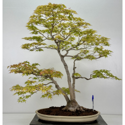 Acer palmatum yamamomiji I-7076