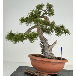 Pinus sylvestris -pino silvestre europeo- I-7078