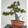 Pinus sylvestris I-7078