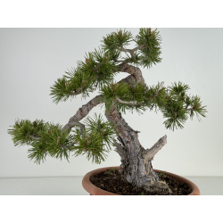 Pinus sylvestris -pino silvestre europeo- I-7078 vista 2