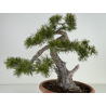 Pinus sylvestris I-7078 vista 2