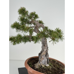 Pinus sylvestris -pino silvestre europeo- I-7078 vista 3