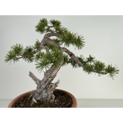 Pinus sylvestris -pino silvestre europeo- I-7078 vista 4