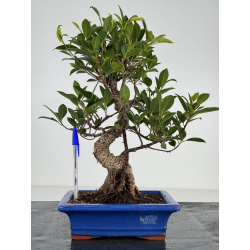 Ficus retusa I-7085