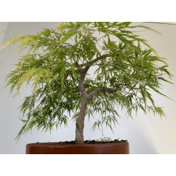 Acer palmatum dissectum I-7088 vista 2