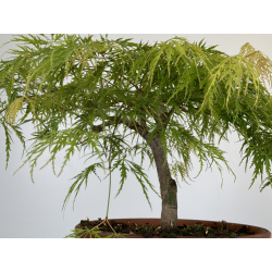 Acer palmatum dissectum I-7088 vista 3