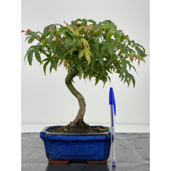 Acer palmatum yamamomiji I-7102